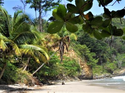 Tony's pic of St Lucia